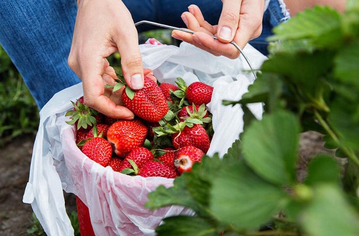 A bucket of fresh strawberries from Sydney's Northside Produce Market.